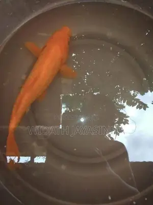 Koi Carp