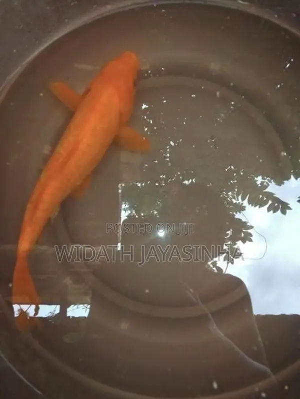 Koi Carp