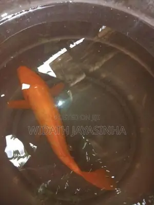 Koi Carp