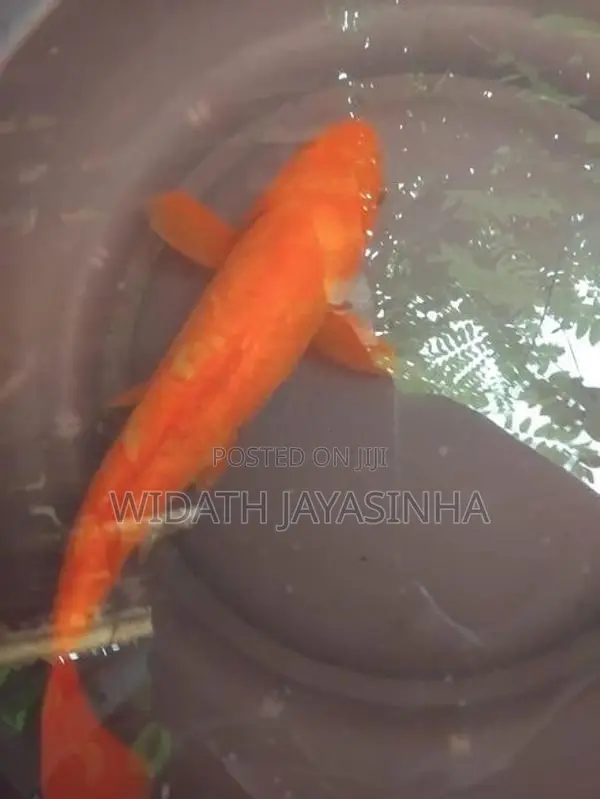 Koi Carp