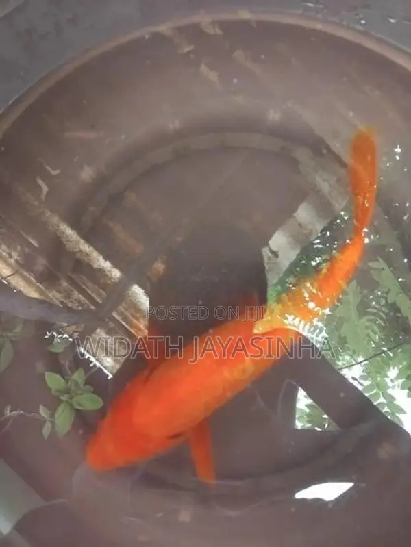 Koi Carp