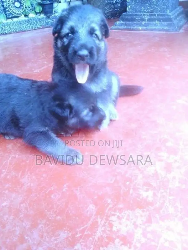 German Shepherd