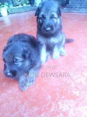German Shepherd