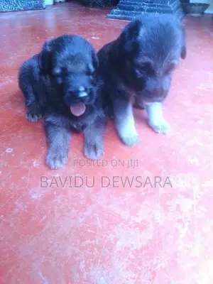 German Shepherd