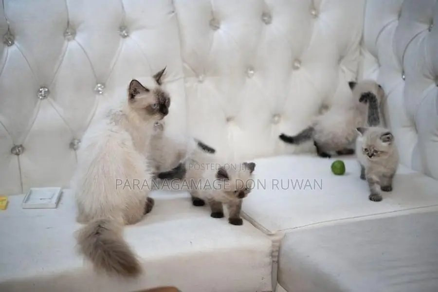 Persian Cat