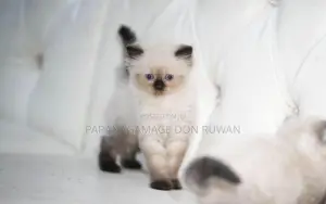 Persian Cat