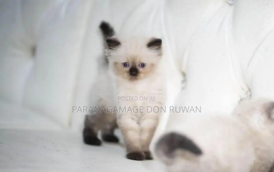 Persian Cat