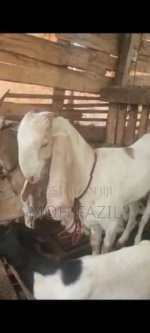 Goat Female