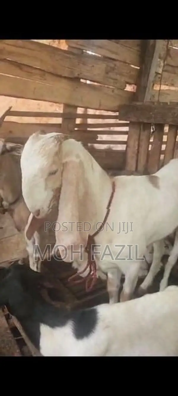 Goat Female