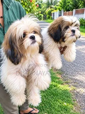 Shih Tzu Puppies