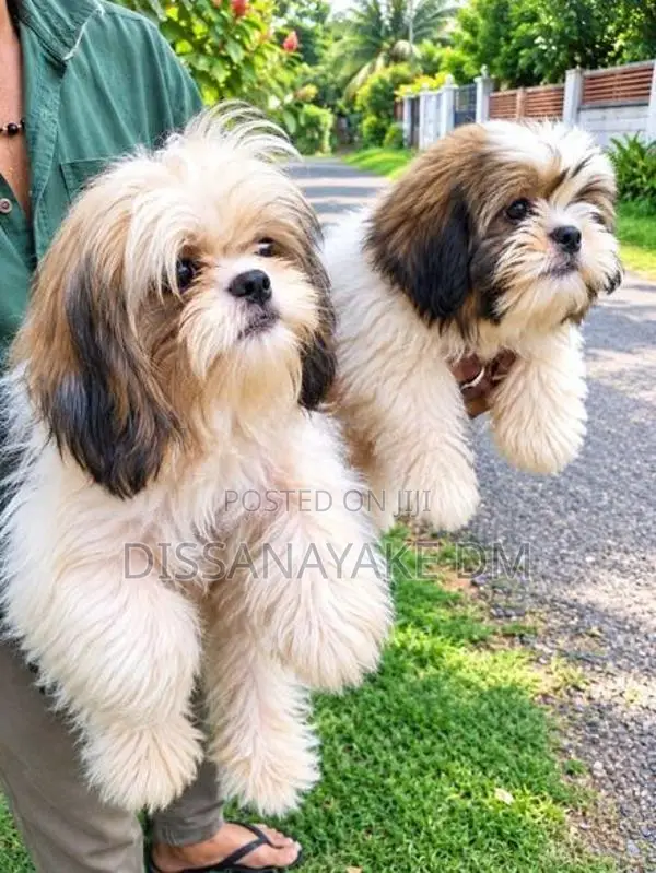 Shih Tzu Puppies