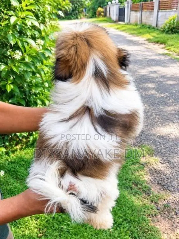 Shih Tzu Puppies