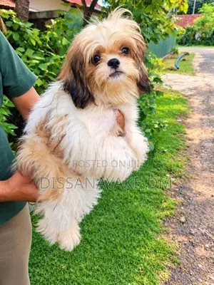 Shih Tzu Puppies