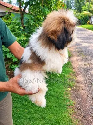 Shih Tzu Puppies