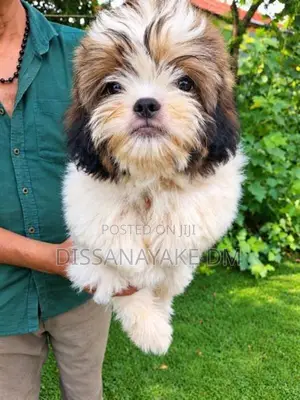 Shih Tzu Puppies
