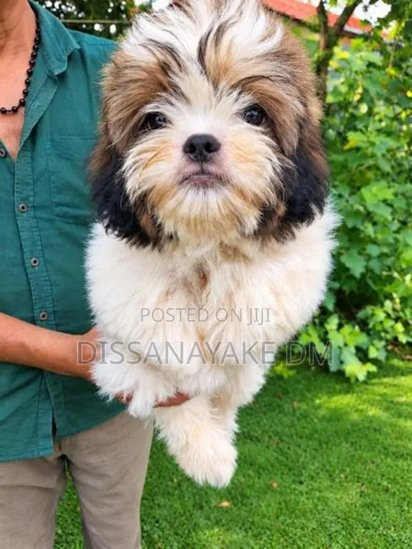 Shih Tzu Puppies