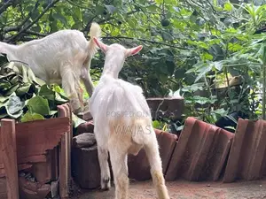 Farm Goat