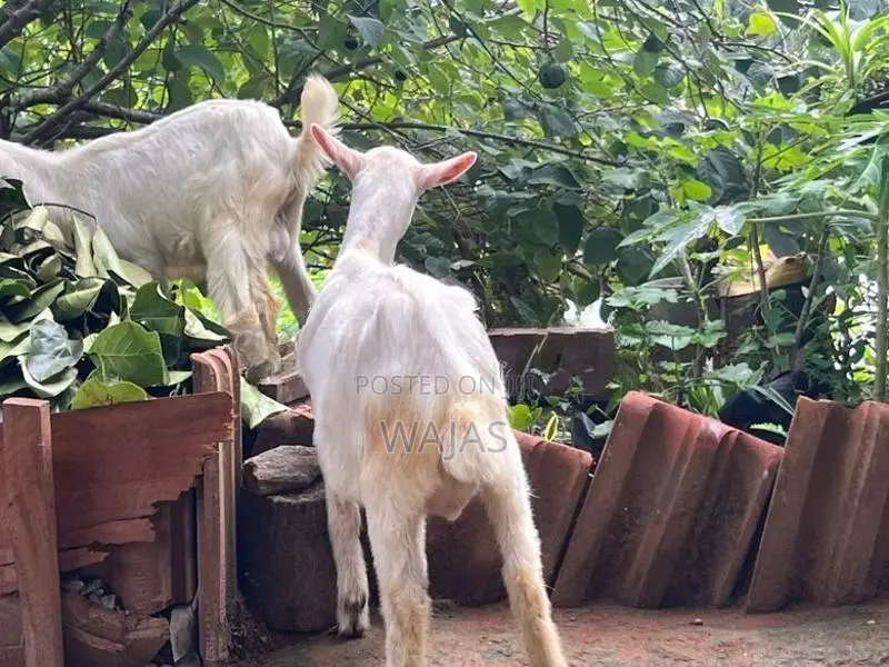 Farm Goat