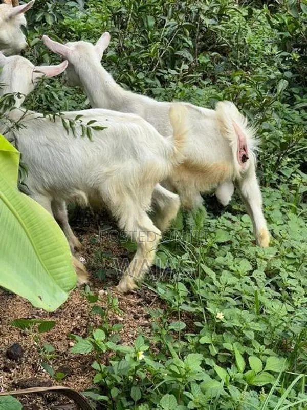 Farm Goat