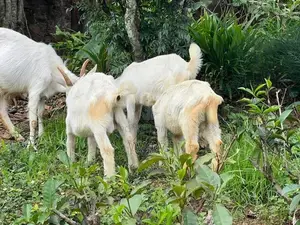 Farm Goat