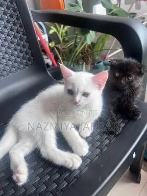 British Mix Persian Cat