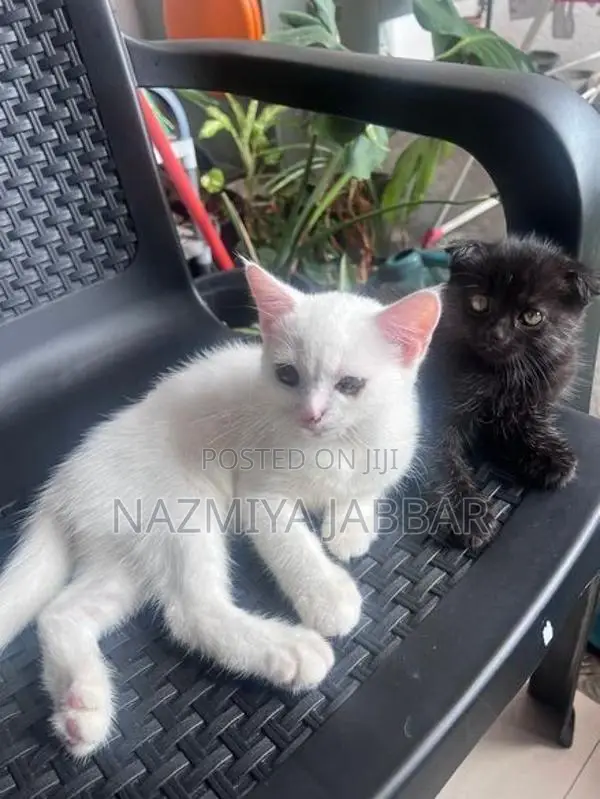 British Mix Persian Cat