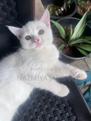 British Mix Persian Cat