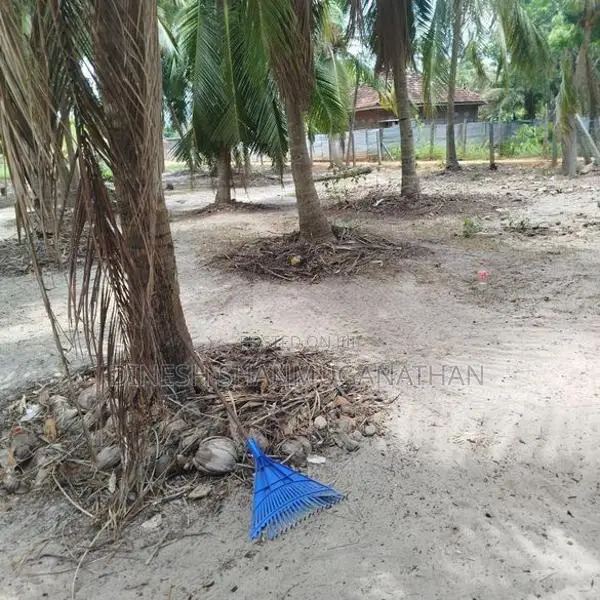 Land with Coconut Trees for Rent - Batticaloa