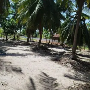 Land with Coconut Trees for Rent - Batticaloa