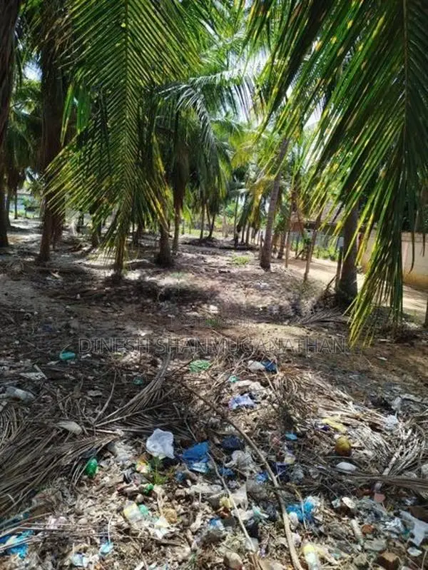 Land with Coconut Trees for Rent - Batticaloa