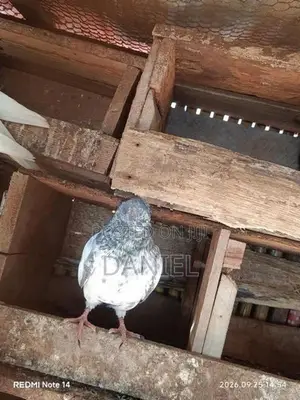 Pigeon