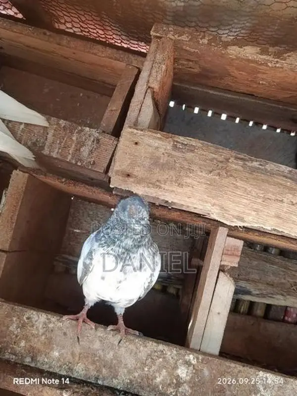 Pigeon