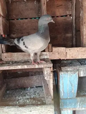 Pigeon