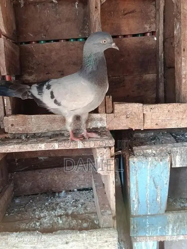 Pigeon