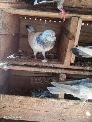Pigeon