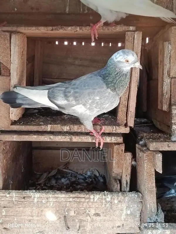 Pigeon