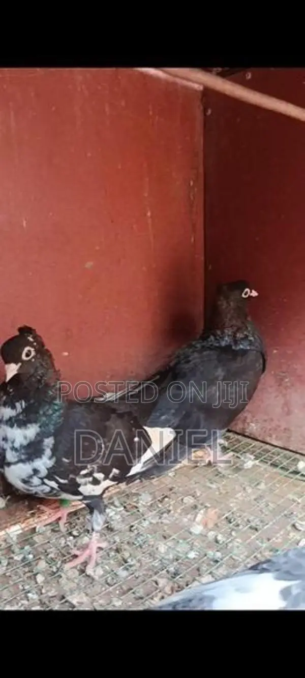 Pigeon