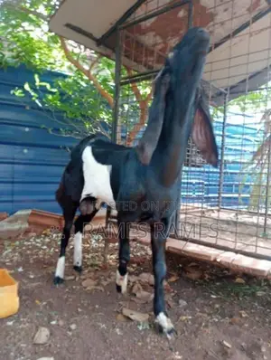 கிடாய் ஆடு