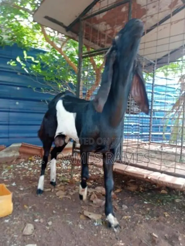 கிடாய் ஆடு