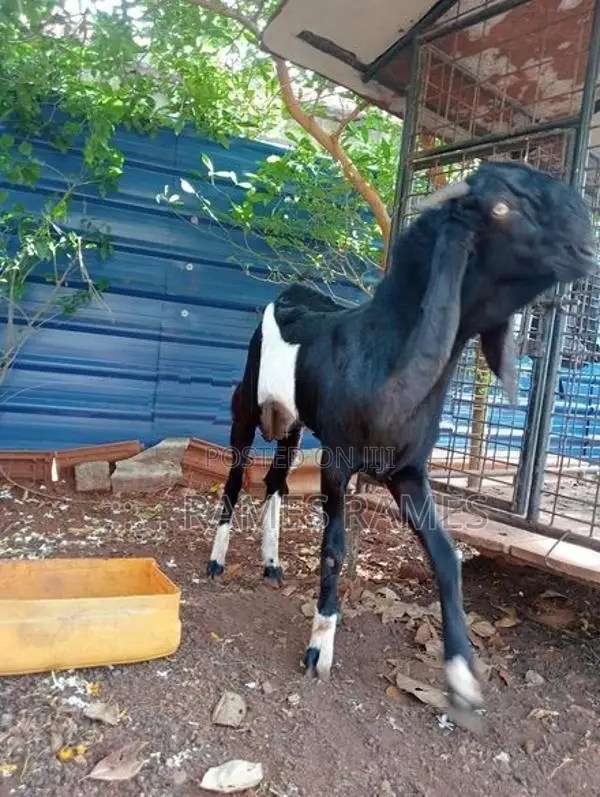 கிடாய் ஆடு