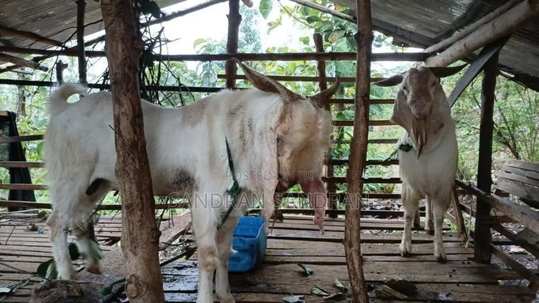 Farm Goat