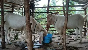 Farm Goat