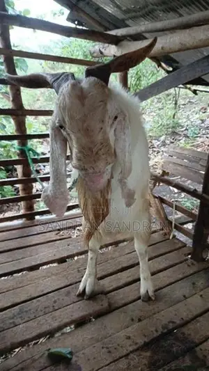 Farm Goat