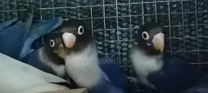 African Love Birds