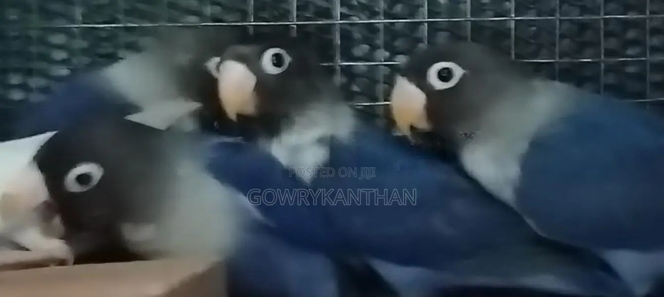 African Love Birds