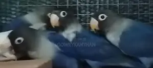 African Love Birds