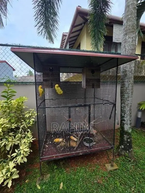 Yellow Parrots