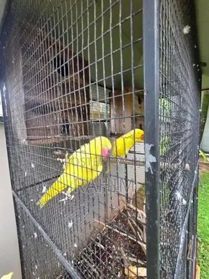 Yellow Parrots