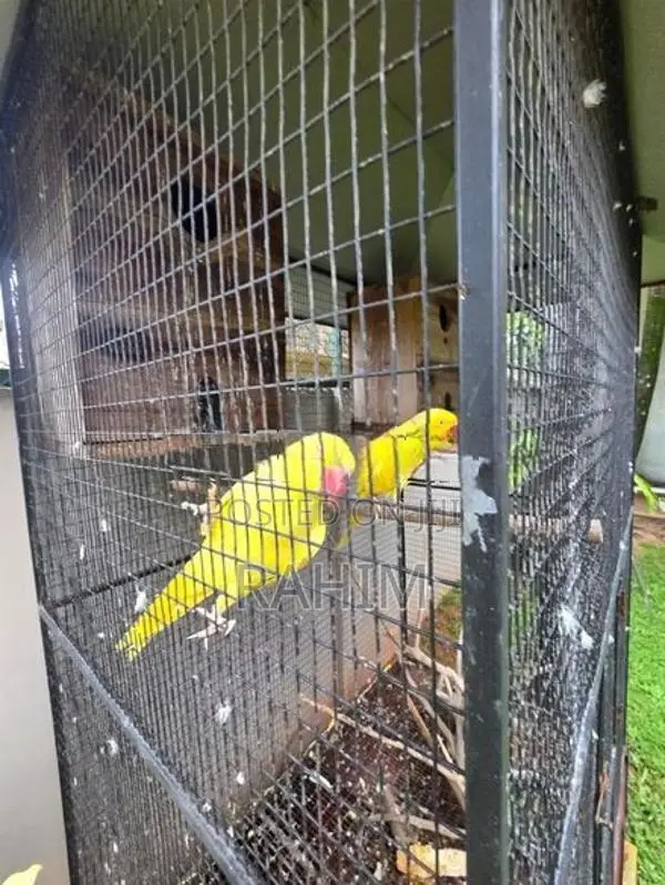 Yellow Parrots