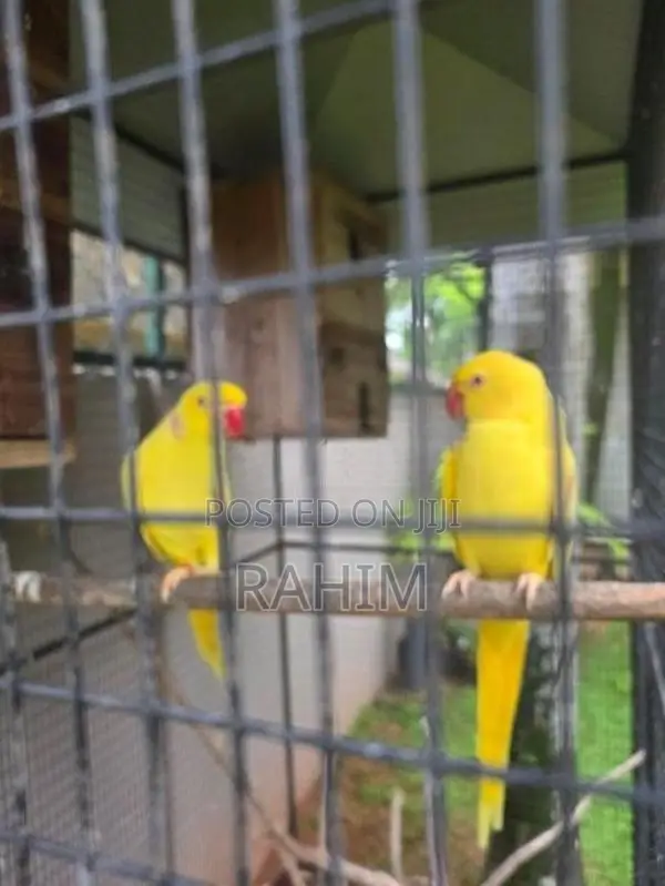 Yellow Parrots